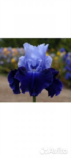 Петушки садовые ириски