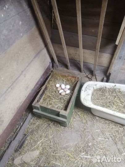 Яйцо куриное домашнее деревенское из Поминово