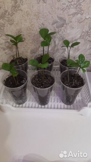 Замиокулькас