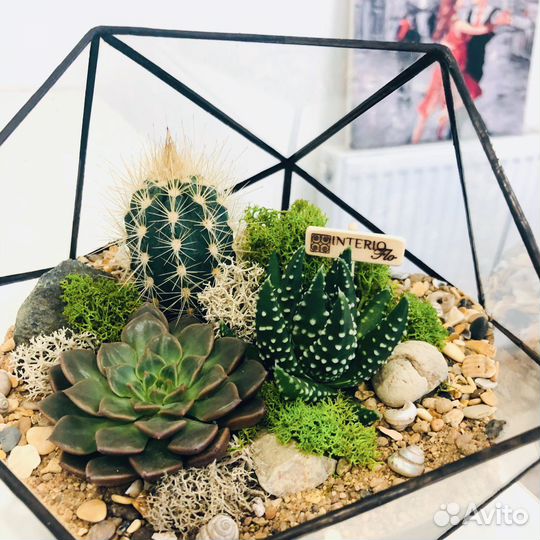 Флорариум с суккулентами