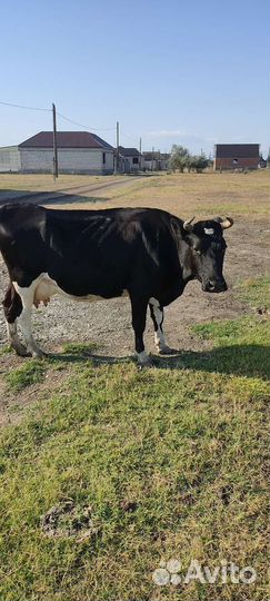 Коровы высокоудойные