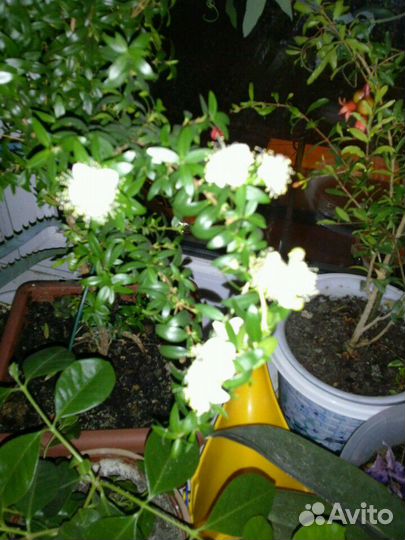 Растение Мирт вариегатный и зеленый