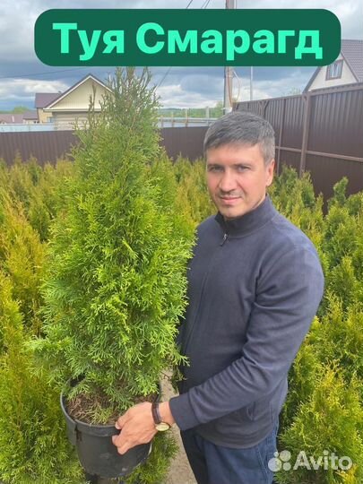 Туя смарагд