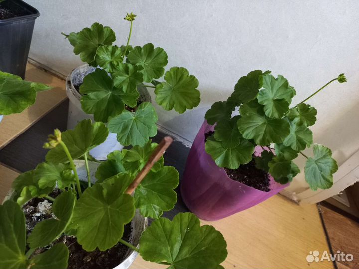 Пеларгония герань сортовая