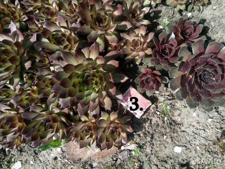 Молодило каменная роза