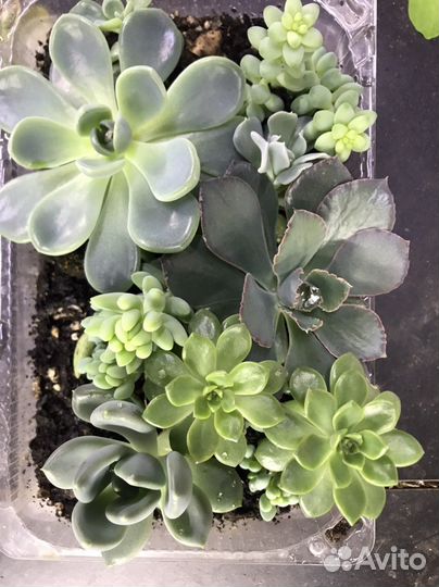 Суккуленты