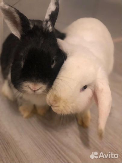 Декоративный кролик