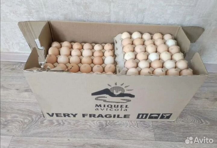 Инкубационные яйца на апрель