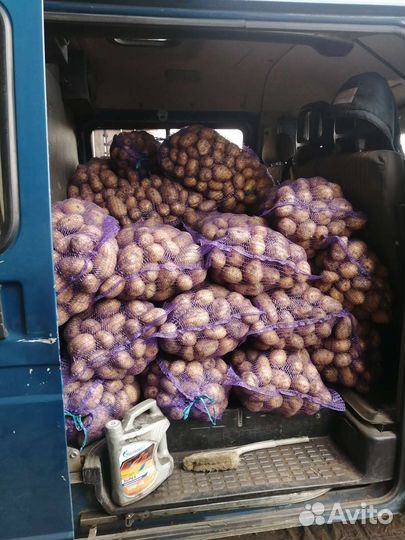 Картофель с огорода, деревенский