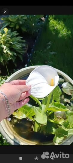 Калла водная