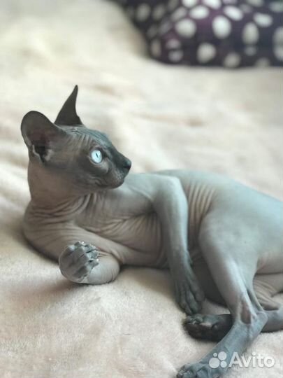 Вязка канадский сфинкс