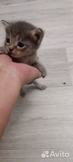 Котята отдам в добрые руки бесплатно