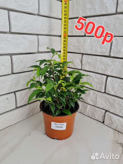 Фикус Бенджамина Наташа в горшке