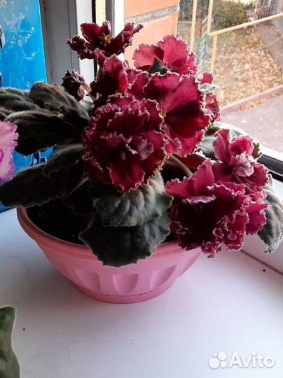 Сортовые фиалки цветущие, Пятигорск