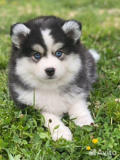 Той размер помски- померанский мини хаски