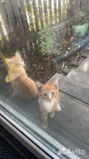 Котята в добрые руки