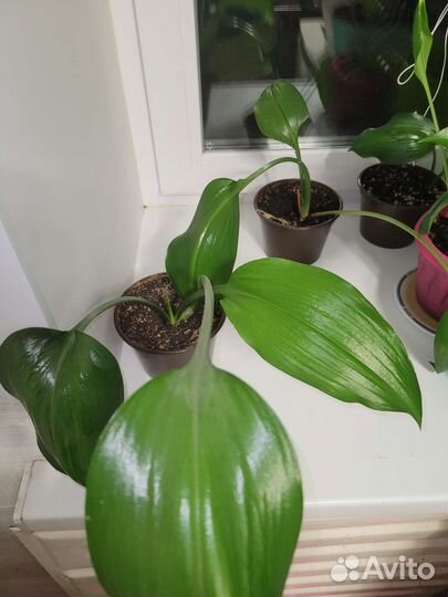 Эухарис амазонская лилия