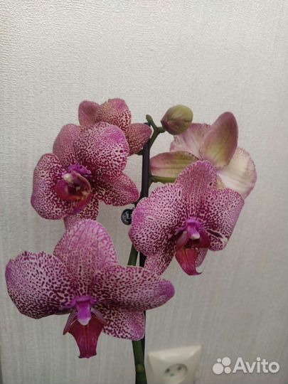 Орхидея фаленопсис Bowie