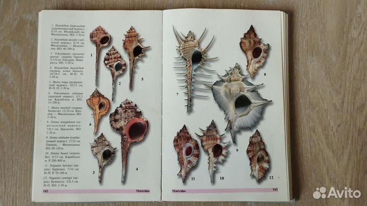 Морские раковины 