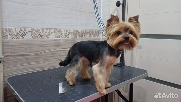 Груминг собак (стрижка собак)