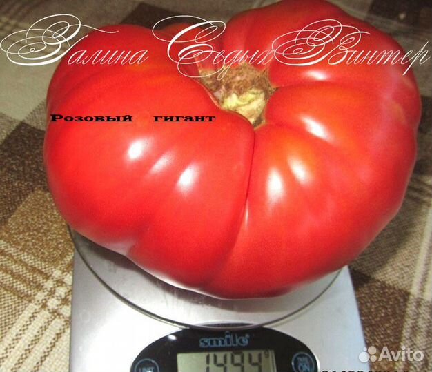 Семена. Старые семейные сорта томатов