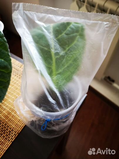 Укорененный лист Глоксиния