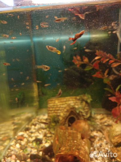 Аквариумные рыбки гуппи