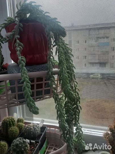 Продам цветы