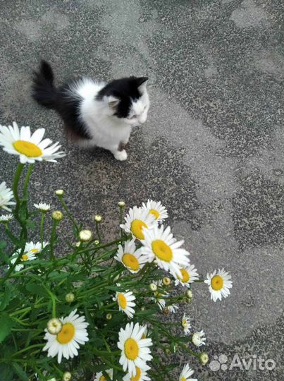 Котята в добрые руки бесплатно