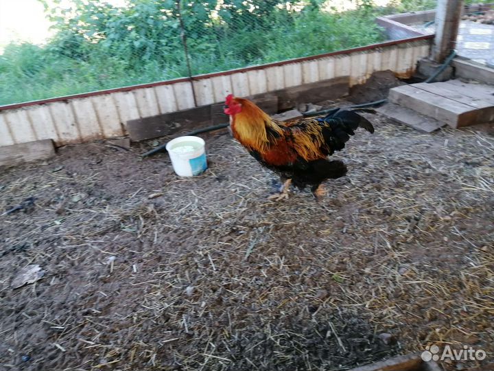 Петух на племя породистый