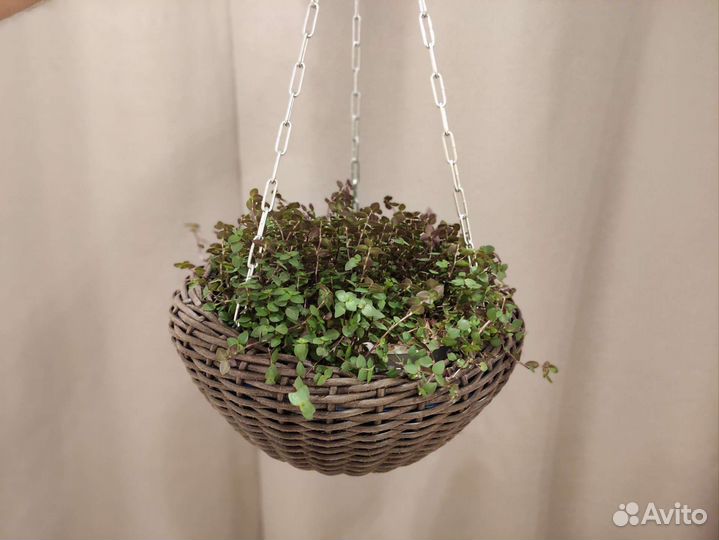 Кашпо из ротанга подвесное