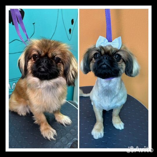 Стрижка, вычес, и мытье собак и кошек