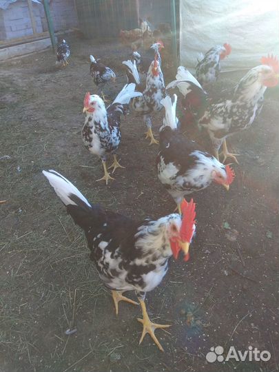 Петушки породы Леггорн Долматинцы