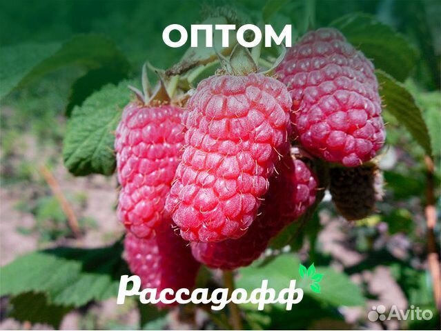 Саженцы малины. Крупная ягода