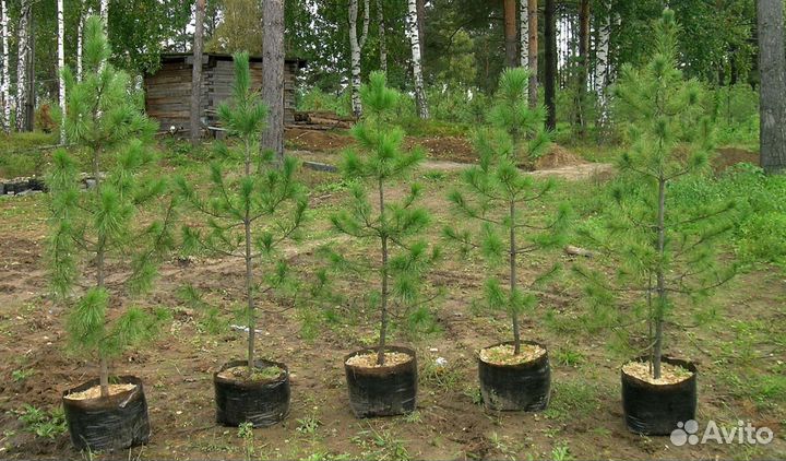 Кедр сибирский и корейский