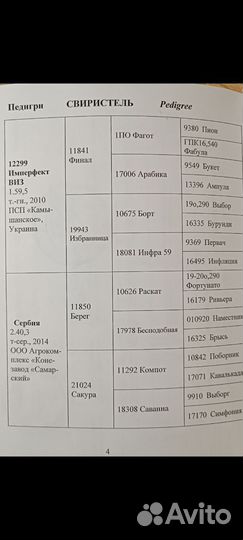 Жеребец орловский рысак