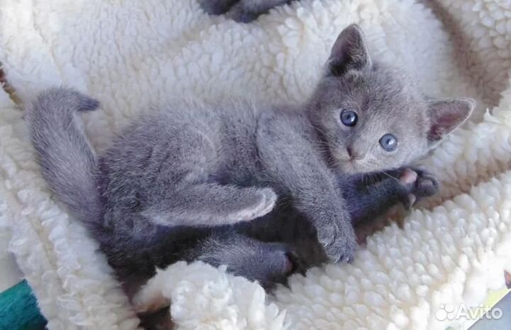 Начинаем продажи маленьких котяток Русской голубой