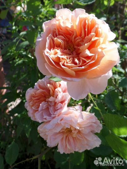 Английская Роза Ти Клиппер