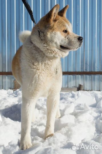 Собака (американская акита) ищет дом
