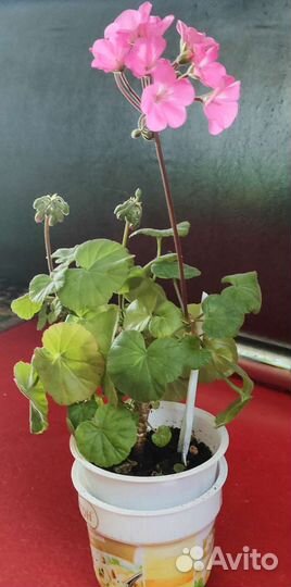 Пеларгония герань