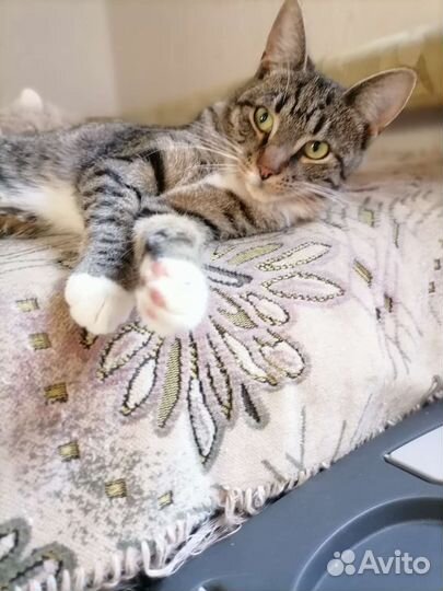 Котенок девочка, 7 месяцев