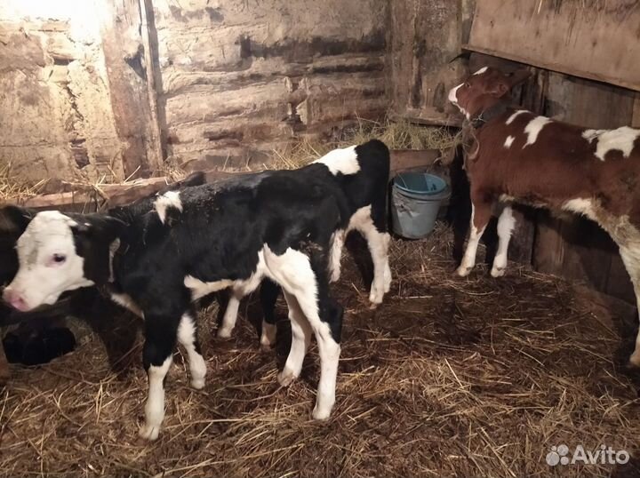 Корова, бычок