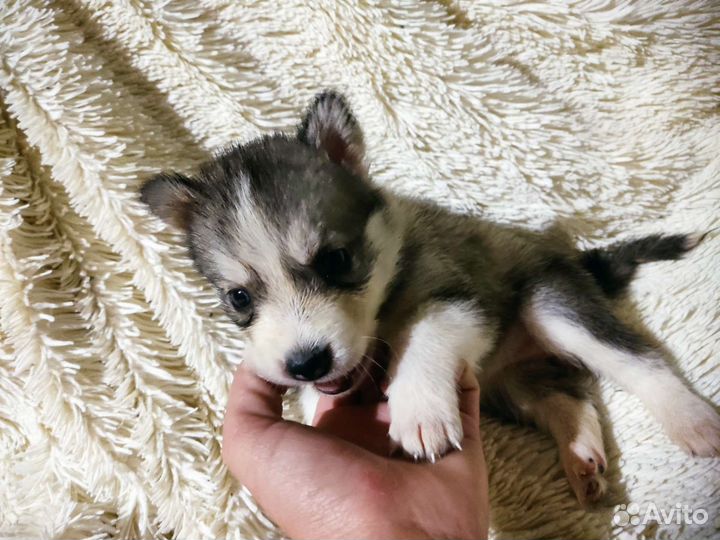 Щенки сибирской хаски