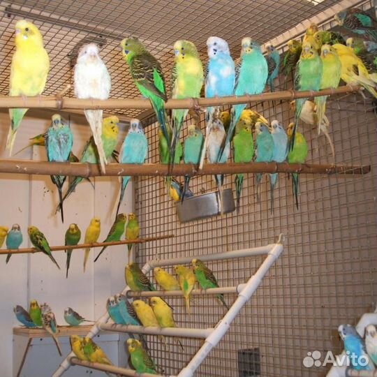 Попугай разных видов