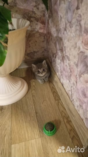 Отдам кошечку в добрые руки