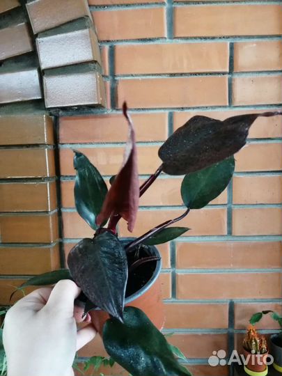 Филодендрон розовая принцесса