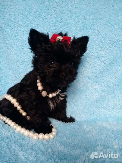 Йоркширский терьер Черные Жемчужины