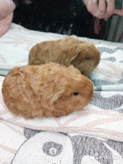 Морские свинки (кудрявые и перу)