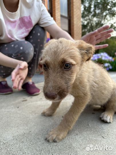 Собака дворняжка щенок