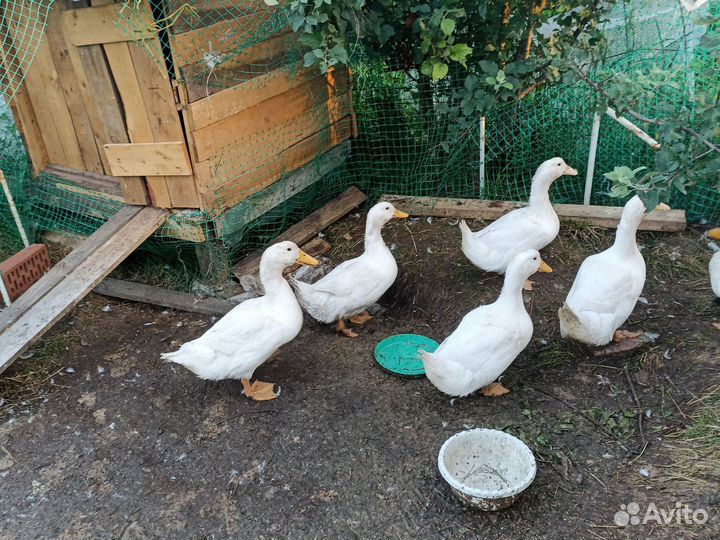 Утка домашняя